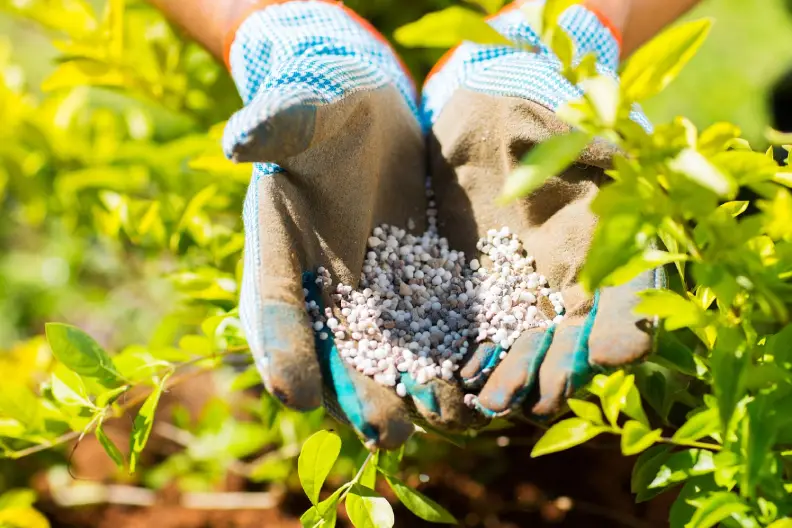 Lawn Fertilization Boulder, CO