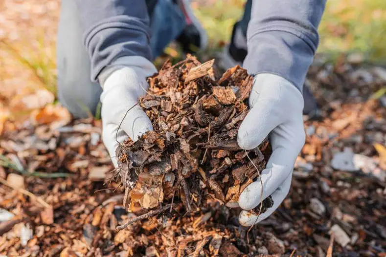 Mulching in Boulder, CO